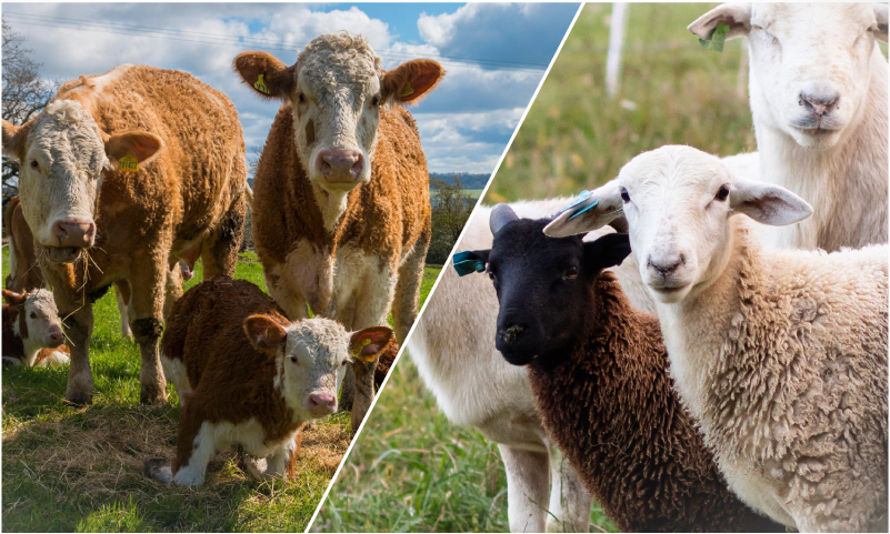 Livestock