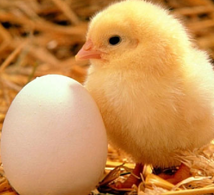 Poultry Management System
