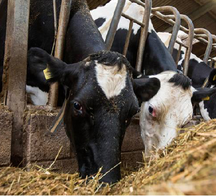 Livestock Management System